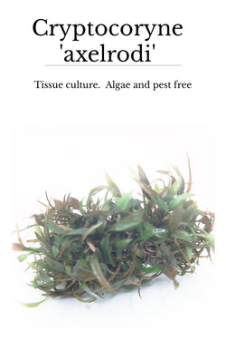 Cryptocoryne axelrodi (PGTC bag)