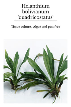 Helanthium bolivianum 'Quadricostatus' (PGTC bag)