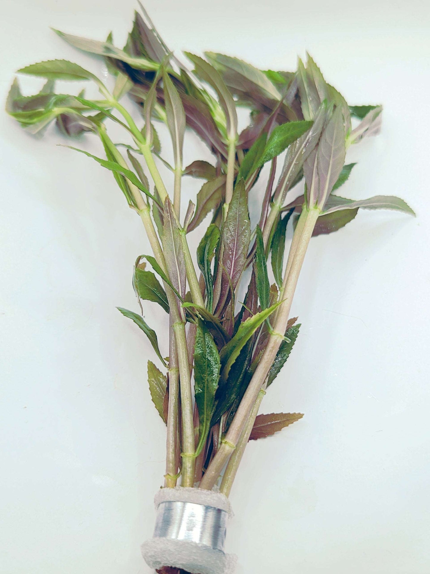 Limnophila aromatica (hippuridoides)