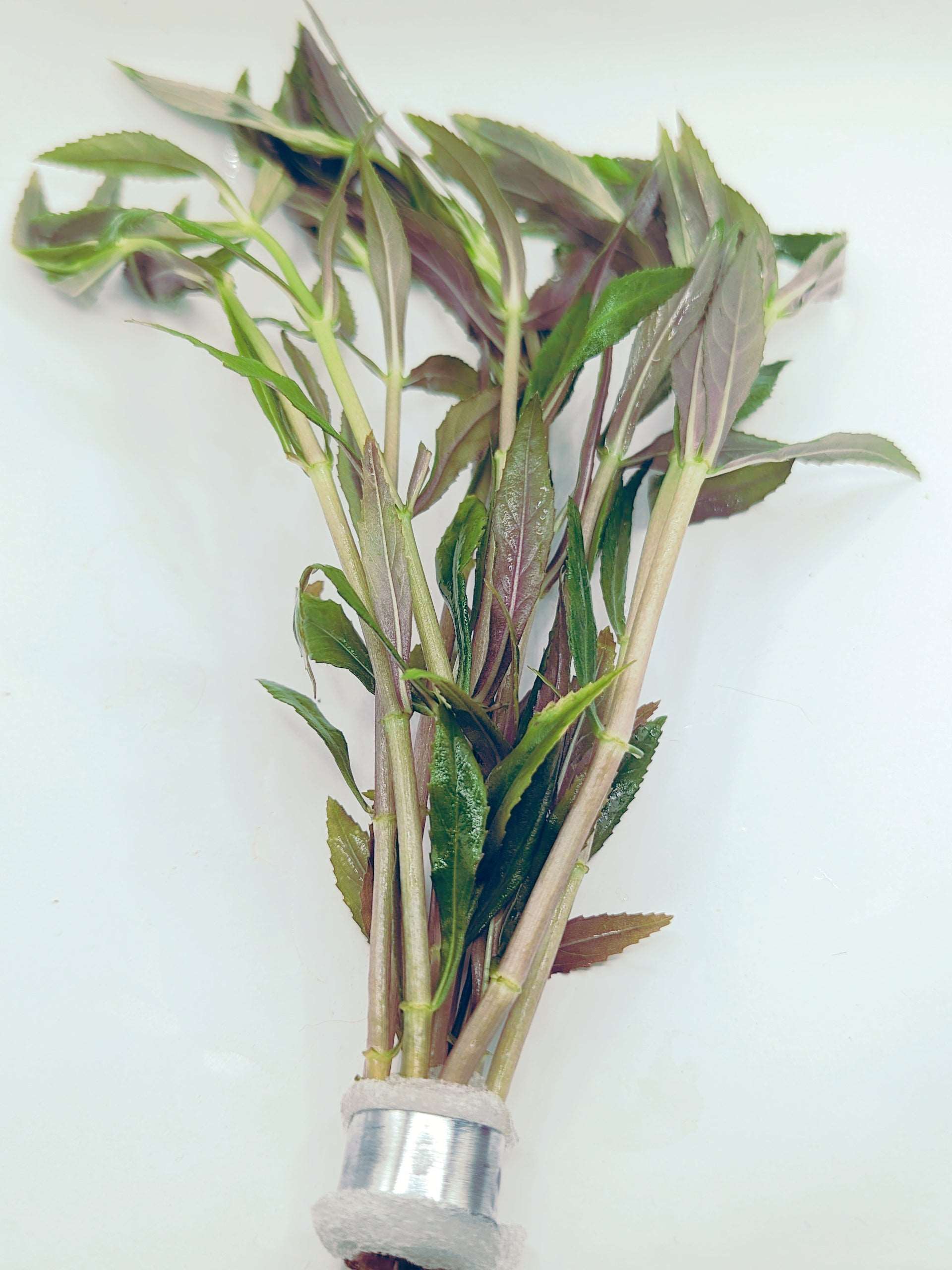 Limnophila aromatica (hippuridoides)