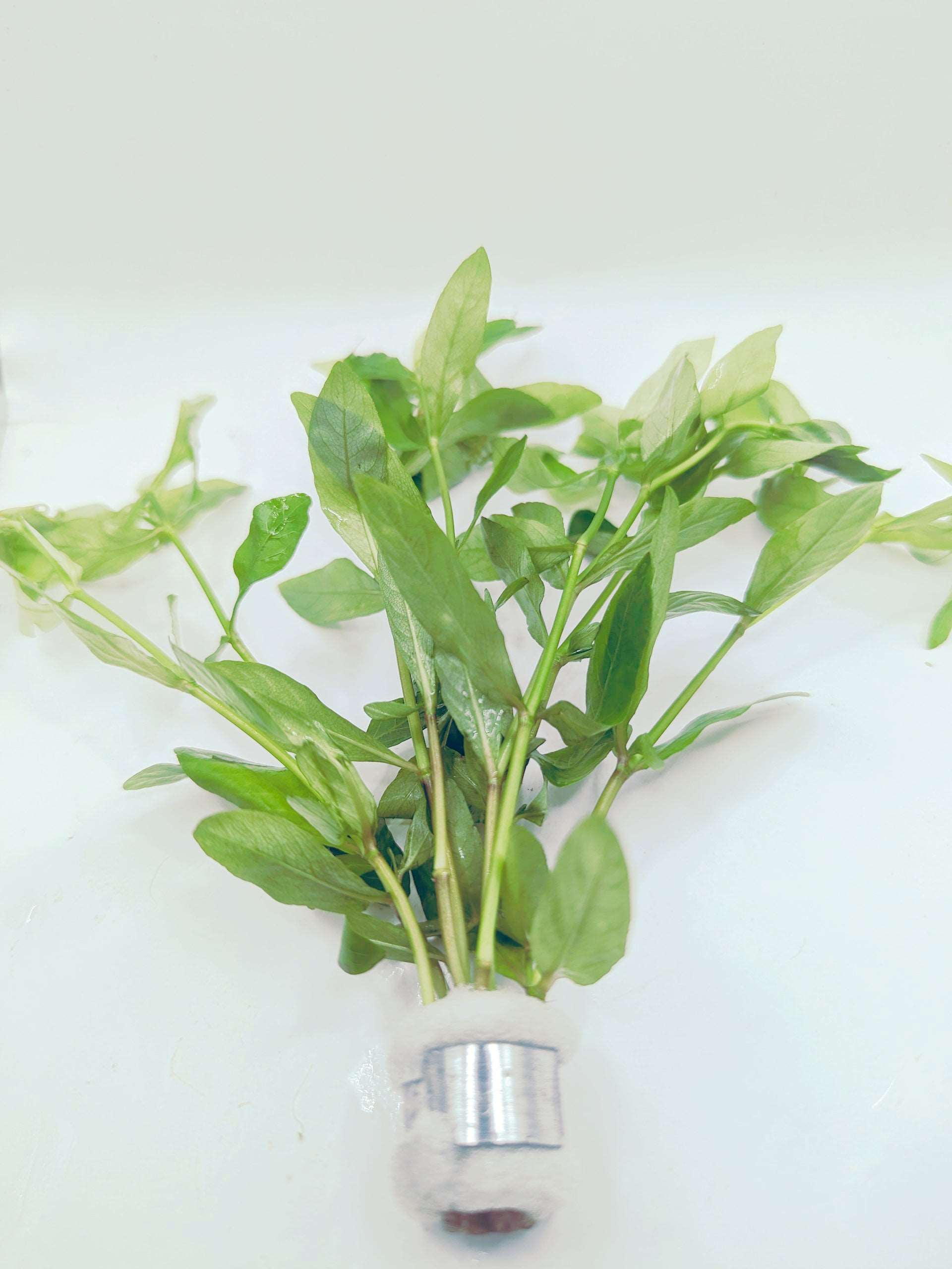 Hygrophila polysperma