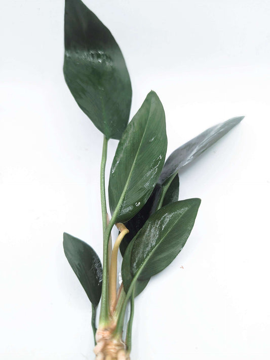 Anubias hastifolia (gracilis)