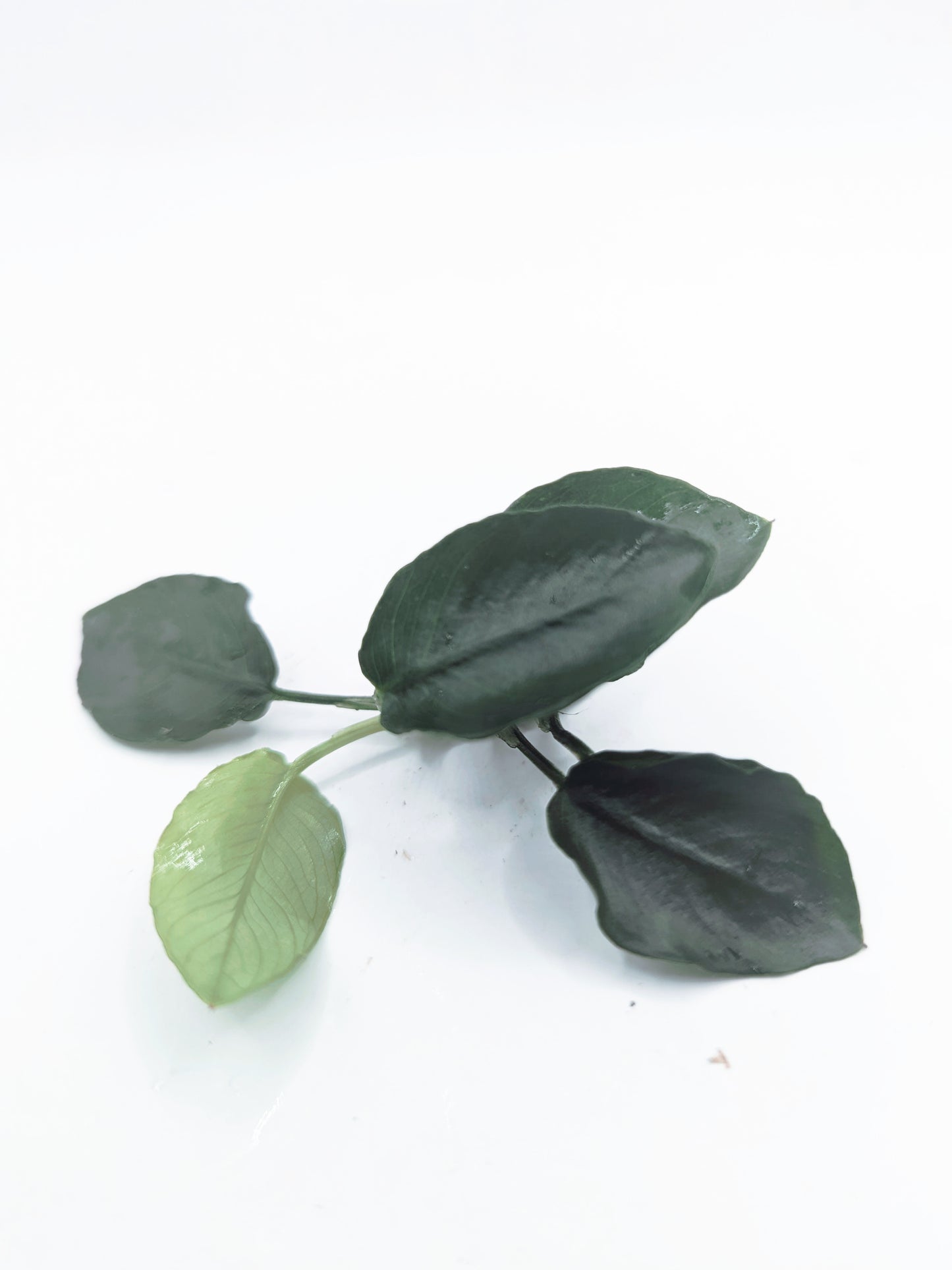 Anubias nana long wavy (one rhizome)