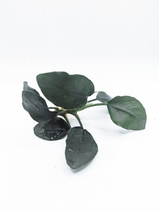 Anubias nana fatty (thick leaf)