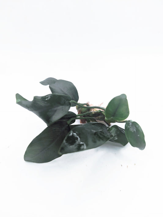 Anubias barteri 'petite round'