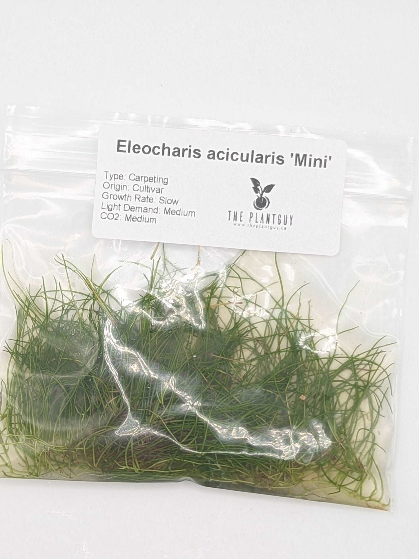 Eleocharis acicularis "mini" (PGTC Bag)