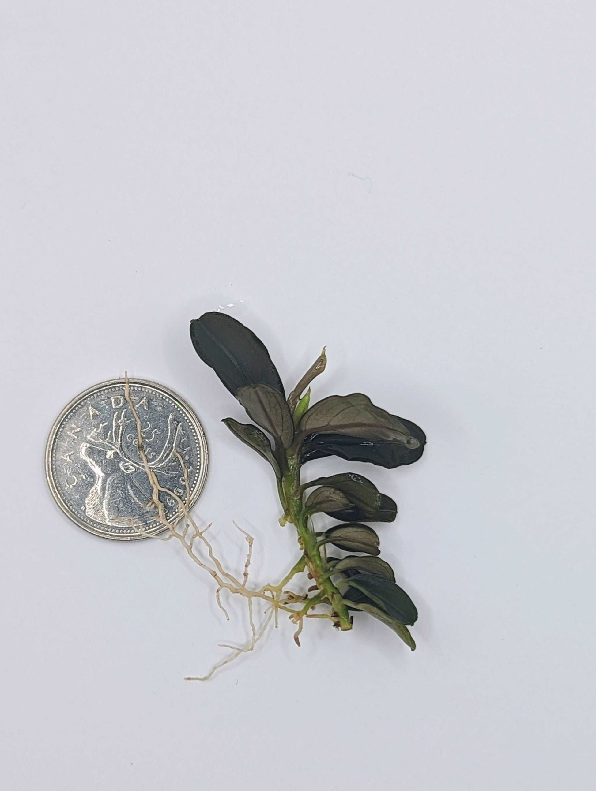 Bucephalandra kedagang mini round (one rhizome per order)