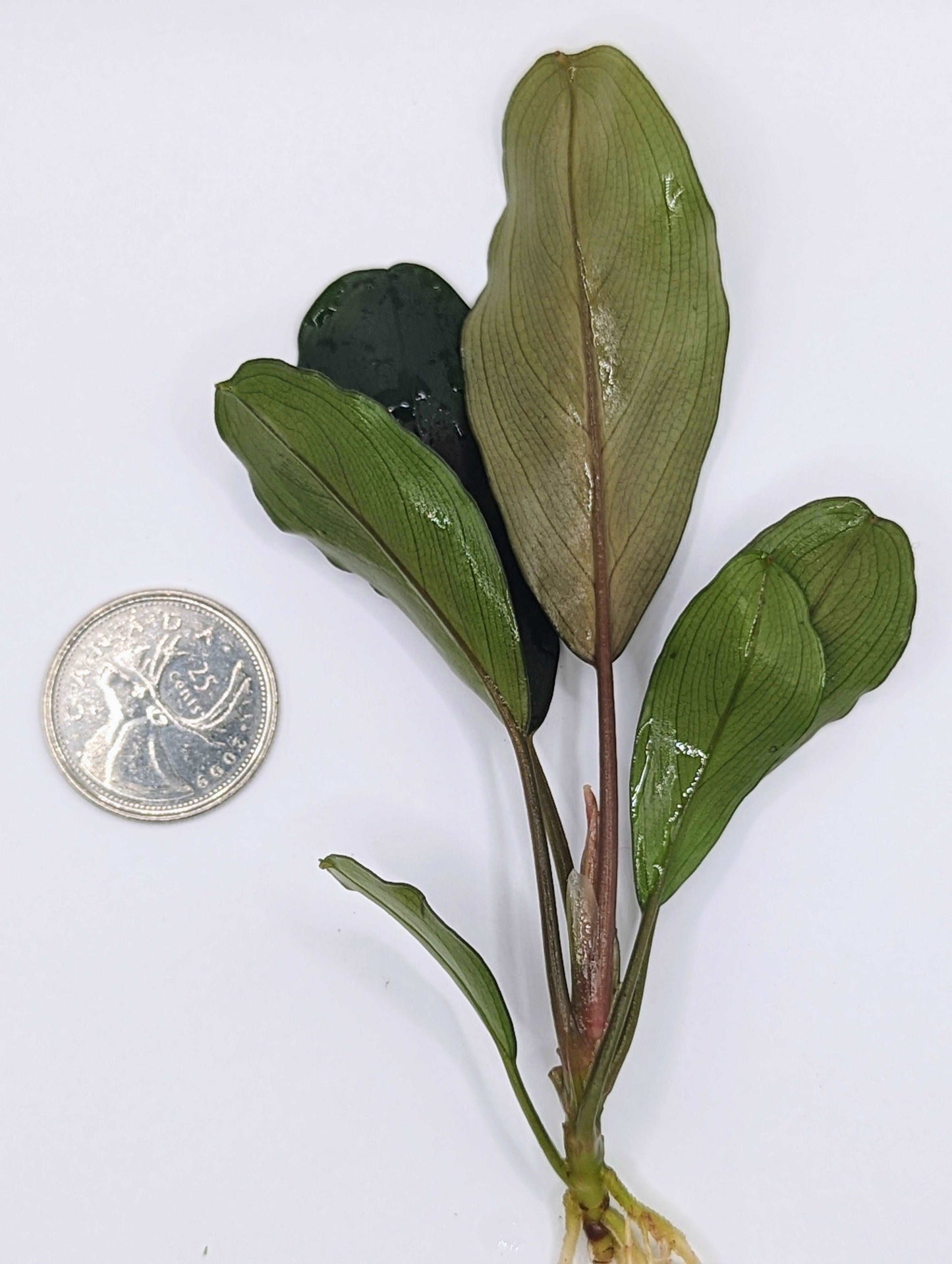 Bucephalandra green broad leaf (one rhizome per order)