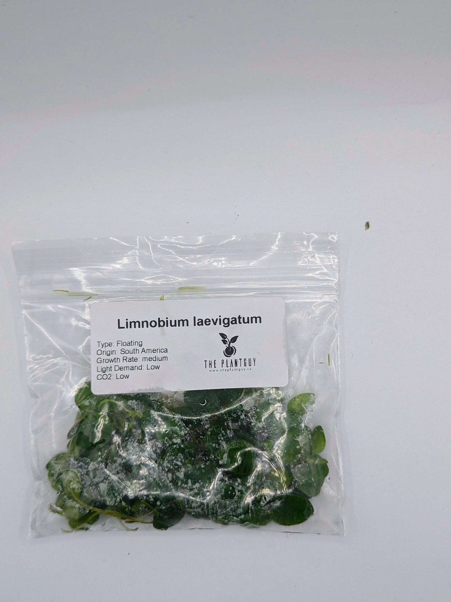 Limnobium laevigatum (PGTC bag)