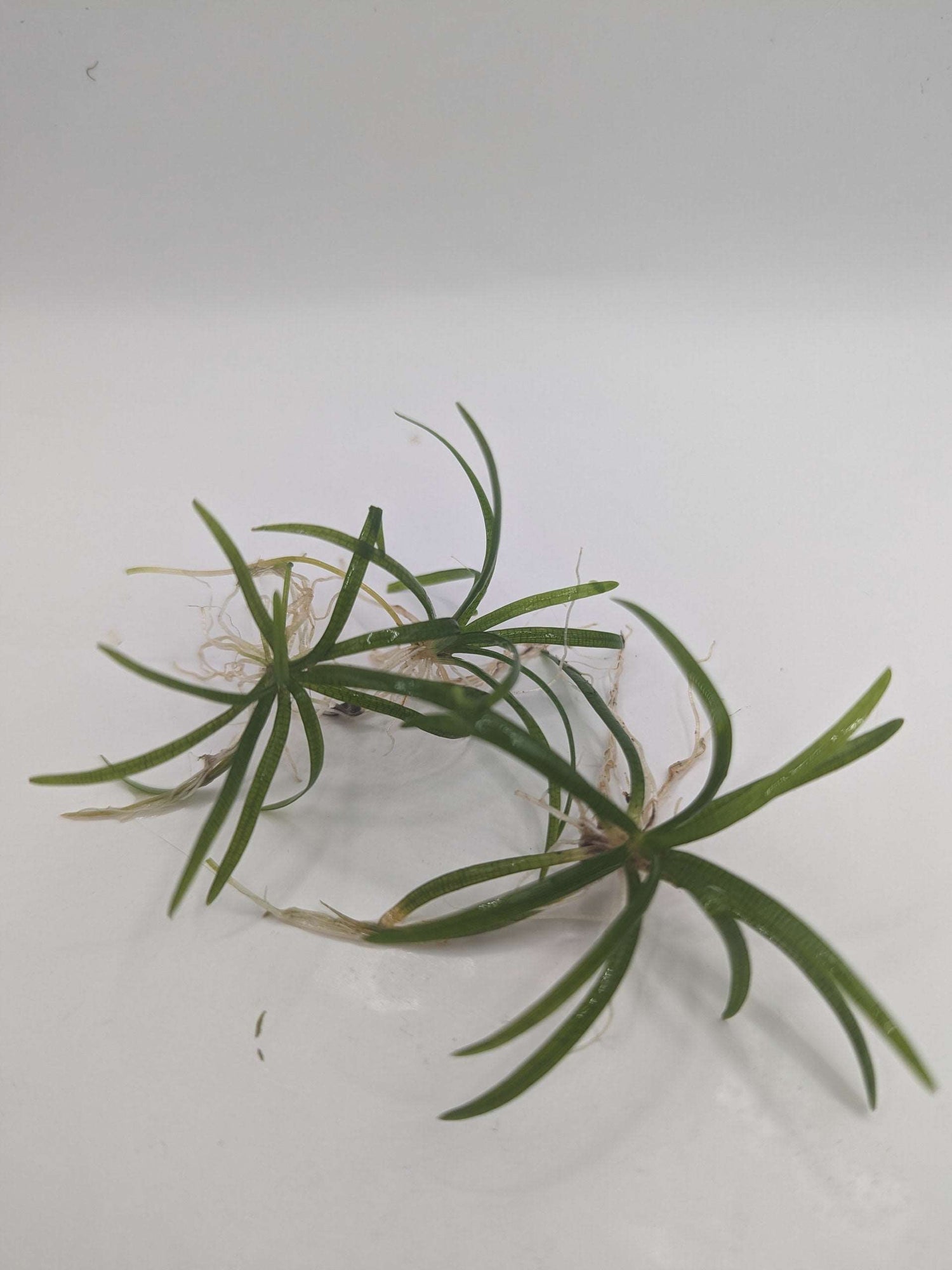 Dwarf Sagitarria subulata