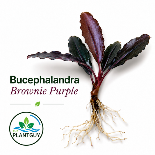 Bucephalandra brownie purple (one rhizome per order)