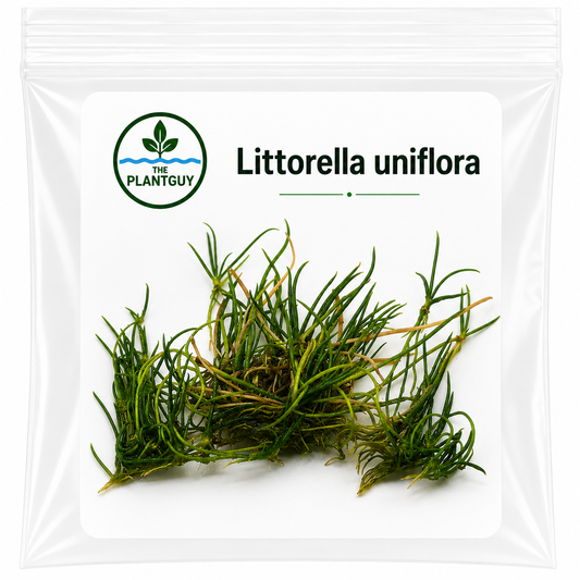 Littorella unifora- Tissue Culture  (4 ounce bag)