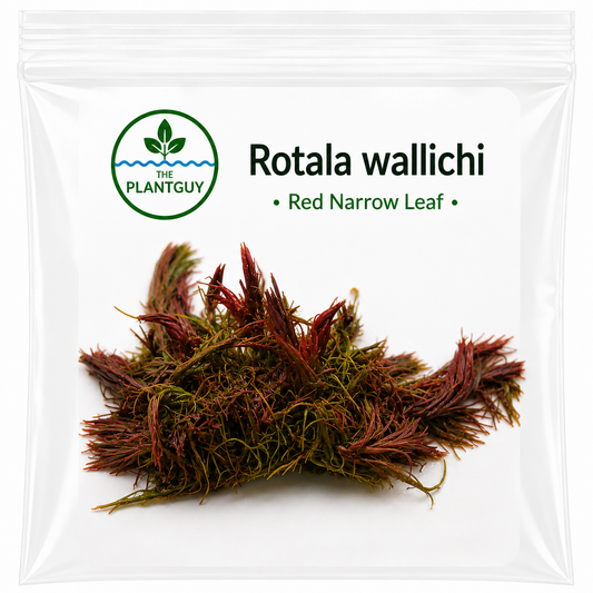 Rotala wallichi - Tissue Culture  (4 ounce bag)