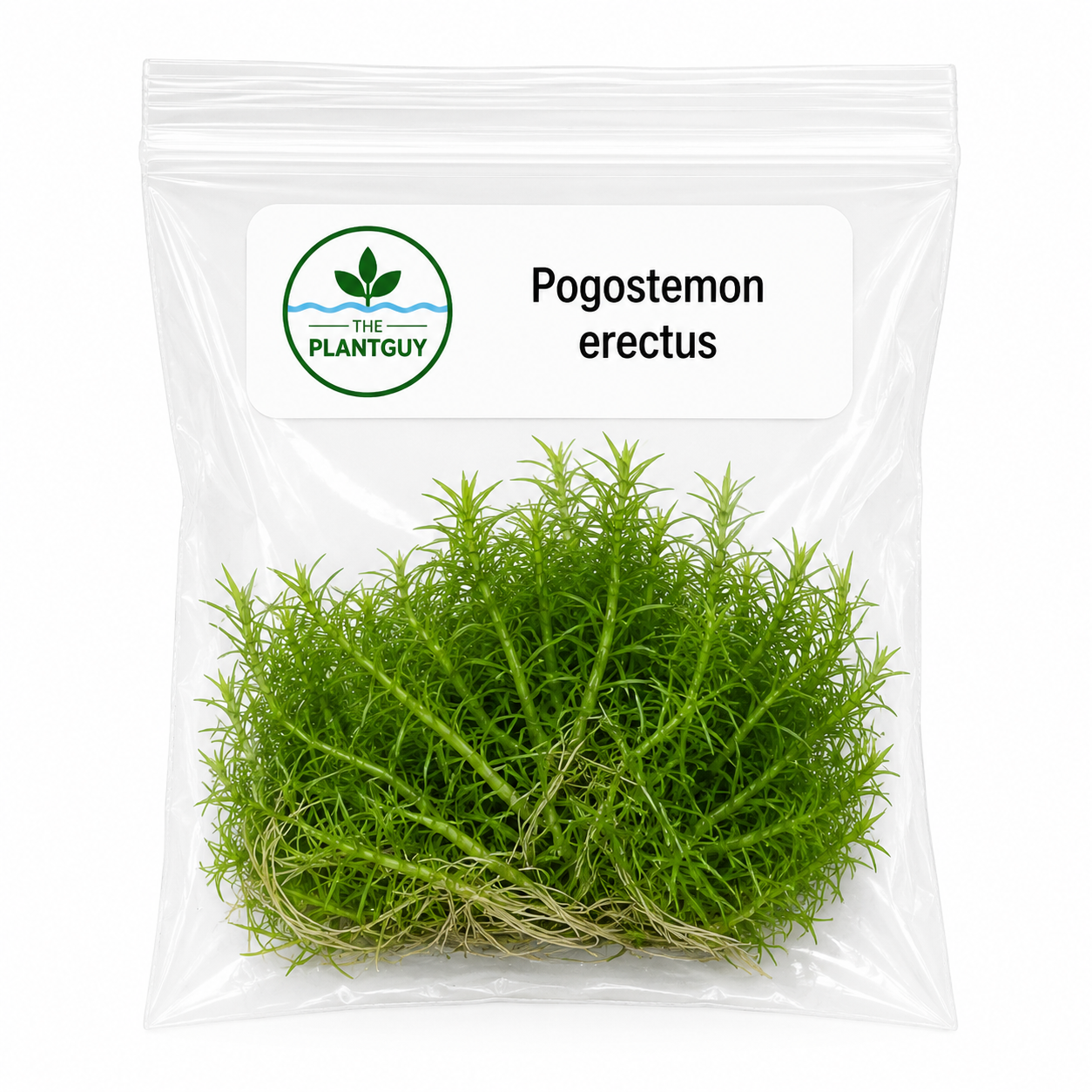 Pogostemon erectus- Tissue Culture (4 ounce bag)