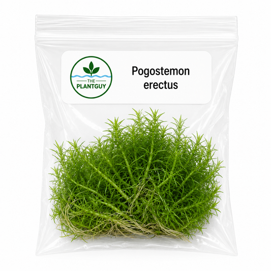 Pogostemon erectus- Tissue Culture (4 ounce bag)