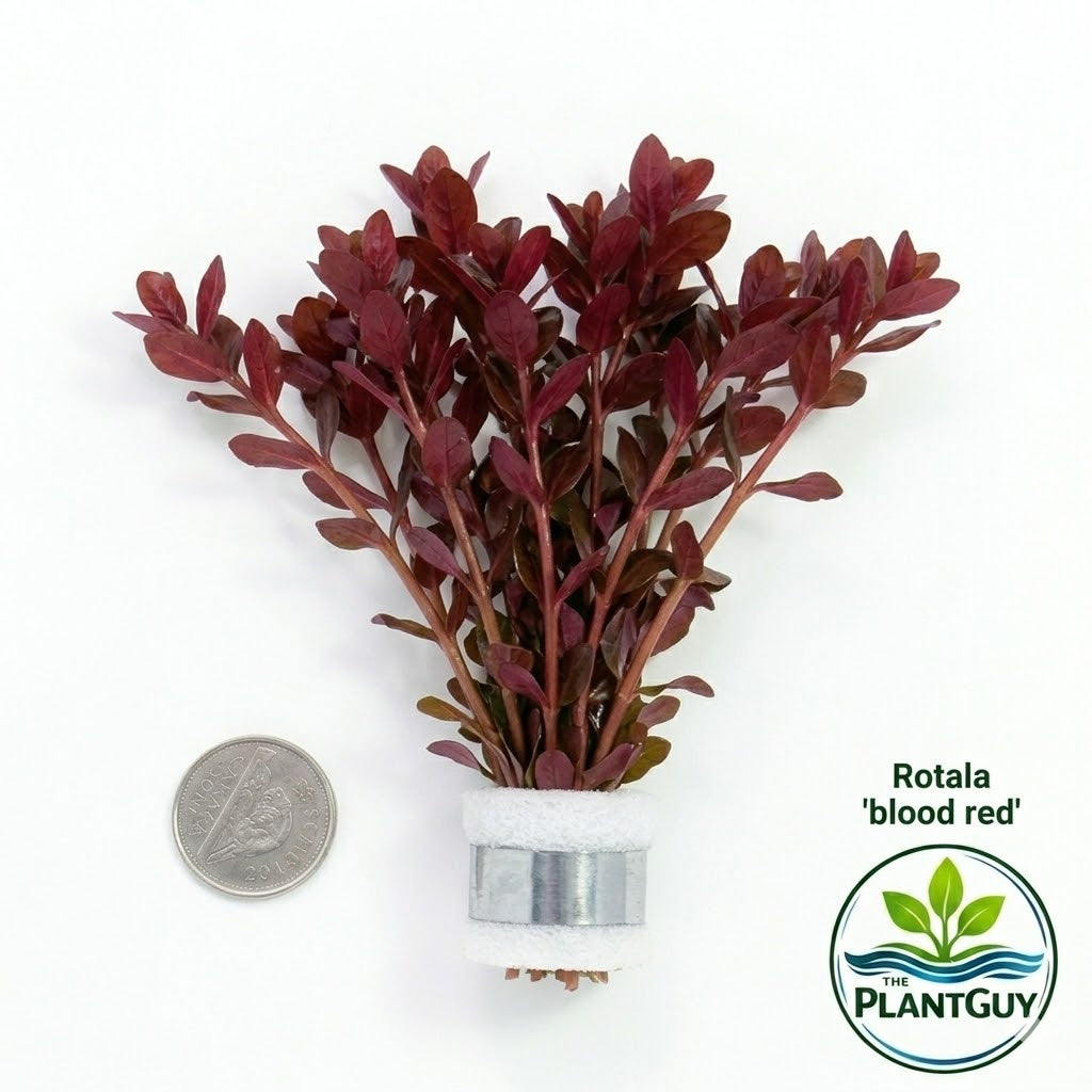 Rotala blood red