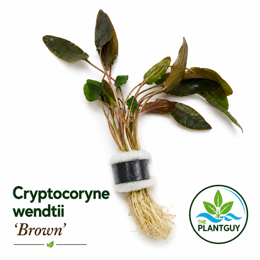 Cryptocoryne wendtii brown