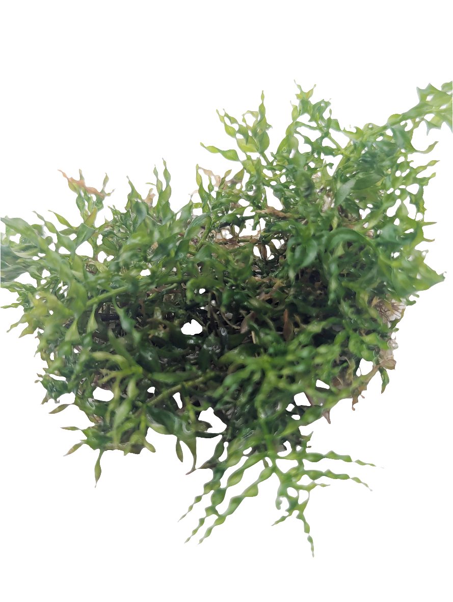 Ludwigia Inclinata var. Verticilata Curly- Tissue Culture