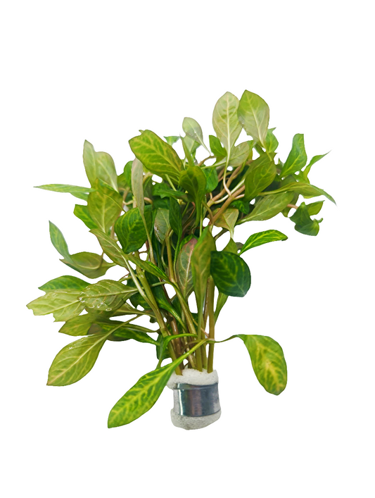 Ludwigia inclinata 'dark orange'