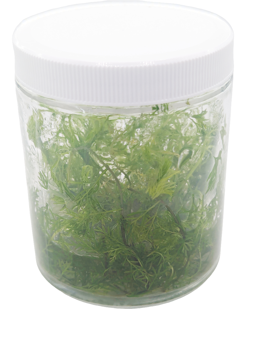 Myriophyllum elatinoides (Snowflake) - Tissue Culture