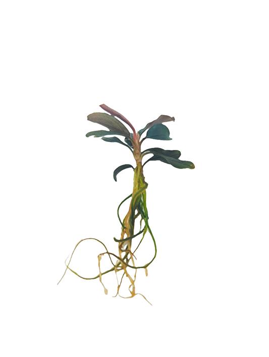 Bucephalandra red mini