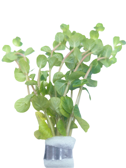 Rotala rotundifolia manipurensis