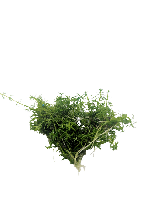 Myriophyllum guyana - Tissue Culture