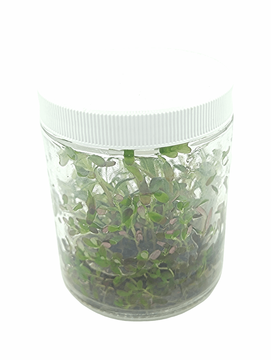 Rotala colorata- Tissue Culture