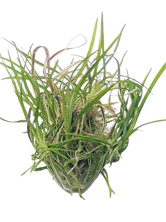 Sagittaria subulata 'needle leaf'- Tissue Culture