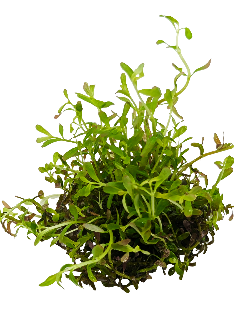 Rotala colorata- Tissue Culture