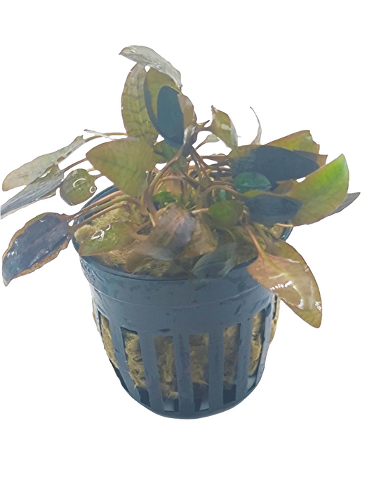Cryptocoryne wendtii brown