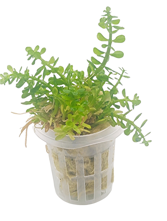 Rotala 'bonsai'- Potted