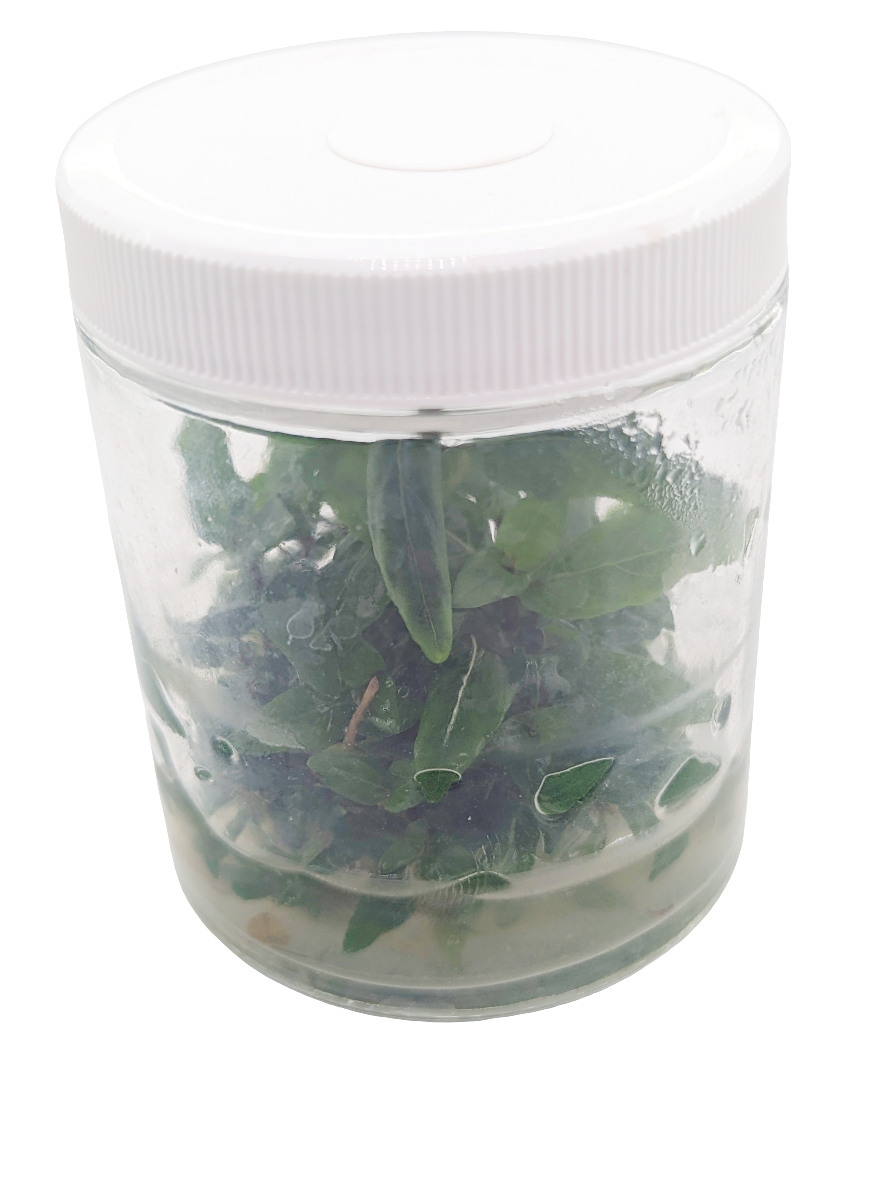 Staurogyne repens- Tissue Culture