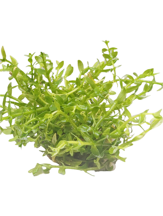 Gratiola viscidula- Tissue Culture