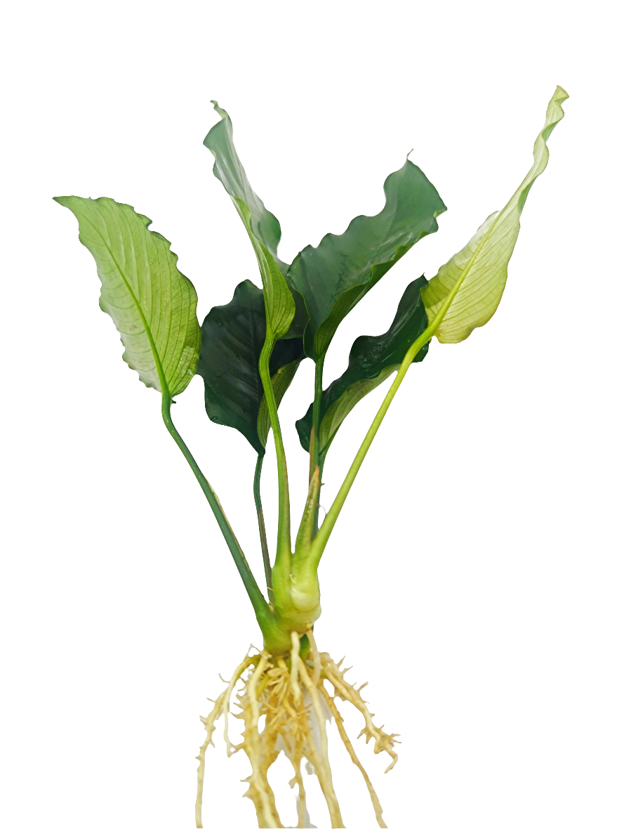 Anubias barteri crispus