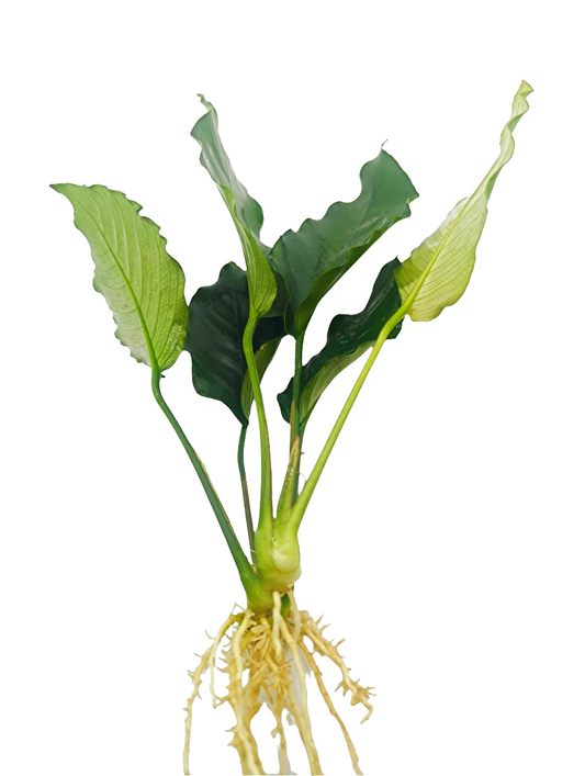 Anubias barteri crispus