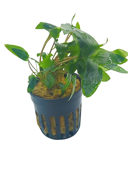 Cryptocoryne wendtii green