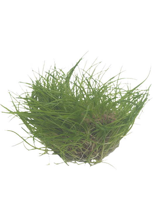 Eleocharis acicularis- Tissue Culture