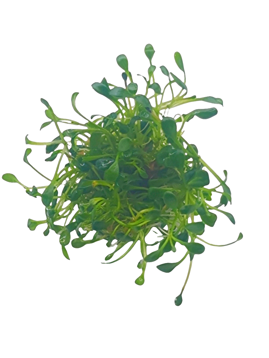 Glossostigma elatinoides- Tissue Culture