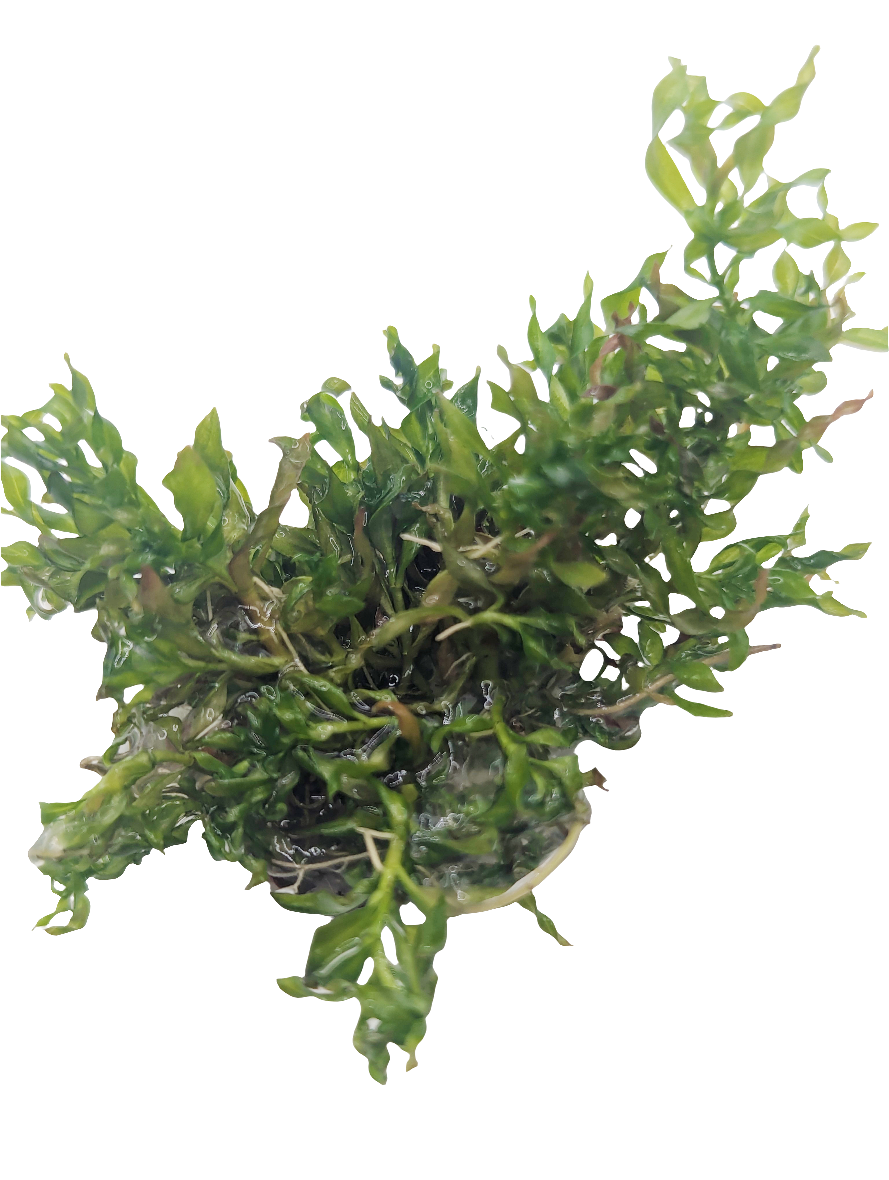 Ludwigia Inclinata var. Verticilata Curly- Tissue Culture