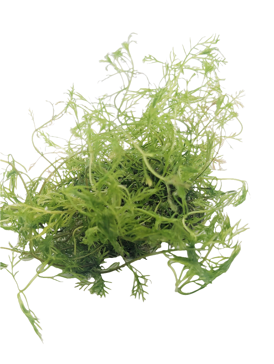 Myriophyllum elatinoides (Snowflake) - Tissue Culture