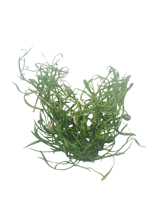Lilaeopsis brasiliensis'- Tissue Culture