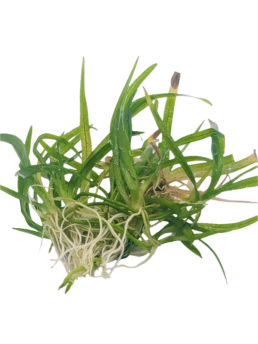 Sagittaria subulata- Tissue Culture