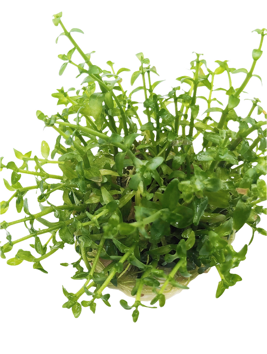 Bacopa Carolinia- Tissue Culture