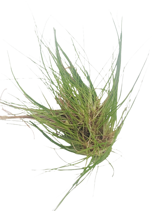 Eleocharis acicularis- Tissue Culture