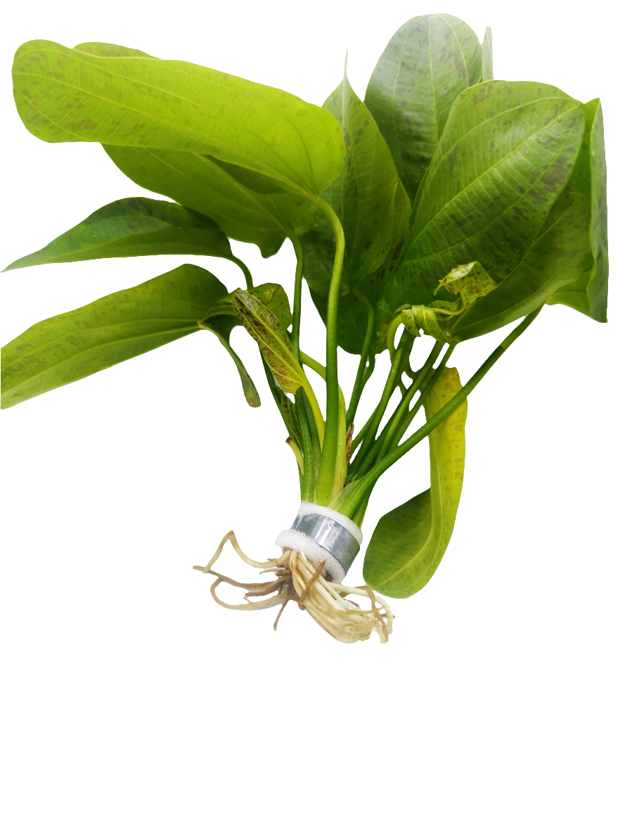 Echinodorus ozelot green