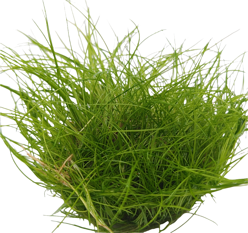 Eleocharis sp.mini- Tissue Culture