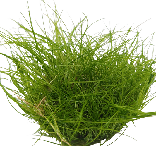 Eleocharis acicularis 'mini'- Tissue Culture