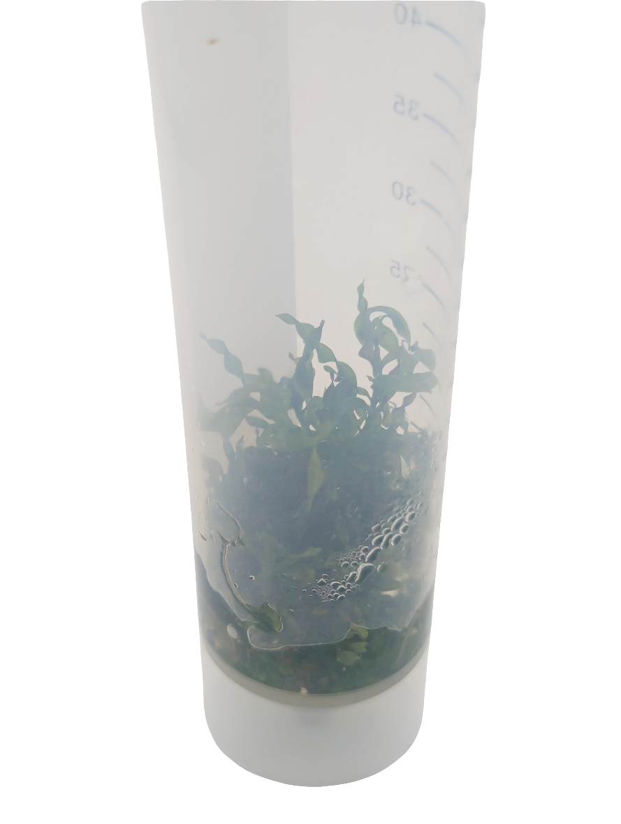 Ludwigia Inclinata var. Verticilata Curly- Tissue Culture