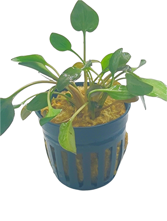 Cryptocoryne undulatus red
